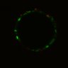 Thumbnail for dataset Figure6I_Fucci2a_CHIR_2
