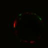 Thumbnail for Figure6I_Fucci2a_CHIR_3
