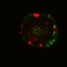 Thumbnail for dataset Figure6I_Fucci2a_CHIR_4