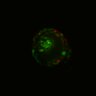 Thumbnail for dataset Figure6I_Fucci2a_CHIR-EGFRi_1