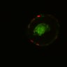 Thumbnail for dataset Figure6I_Fucci2a_CHIR-EGFRi_2