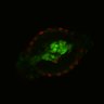 Thumbnail for dataset Figure6I_Fucci2a_CHIR-EGFRi_3