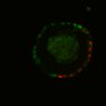 Thumbnail for dataset Figure6I_Fucci2a_CHIR-EGFRi_5