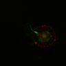 Thumbnail for dataset Figure6I_Fucci2a_CHIR-EGFRi-ErbB2i_2