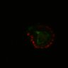 Thumbnail for dataset Figure6I_Fucci2a_CHIR-EGFRi-ErbB2i_3