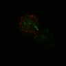 Thumbnail for Figure6I_Fucci2a_CHIR-EGFRi-ErbB2i_5