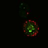 Thumbnail for dataset Figure6I_Fucci2a_CHIR-ErbB2i_1