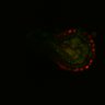 Thumbnail for dataset Figure6I_Fucci2a_CHIR-ErbB2i_2