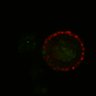Thumbnail for dataset Figure6I_Fucci2a_CHIR-ErbB2i_3