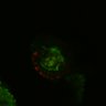 Thumbnail for dataset Figure6I_Fucci2a_CHIR-ErbB2i_4