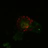 Thumbnail for dataset Figure6I_Fucci2a_CHIR-ErbB2i_5