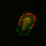 Thumbnail for dataset Figure6I_Fucci2a_ENR_2