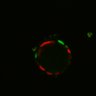 Thumbnail for dataset Figure6I_Fucci2a_ENR_3