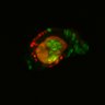 Thumbnail for dataset Figure6I_Fucci2a_ENR_4