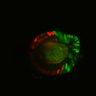 Thumbnail for dataset Figure6I_Fucci2a_ENR_5