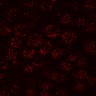 Thumbnail for dataset Figure7A_CHIR_post