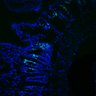 Thumbnail for dataset Figure7HI_20170524_Edu_CHIR99021_1