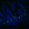 Thumbnail for dataset Figure7HI_20170524_Edu_CHIR99021_3