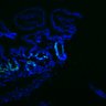 Thumbnail for dataset Figure7HI_20170524_Edu_CHIR99021_5