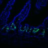 Thumbnail for dataset Figure7HI_20170524_Edu_control_1