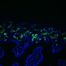 Thumbnail for dataset Figure7HI_20170524_Edu_control_2