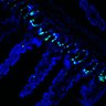 Thumbnail for dataset Figure7HI_20170602_Erlotinib_2-2