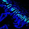 Thumbnail for dataset Figure7HI_20170602_Erlotinib_3-2