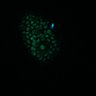 Thumbnail for dataset Figure8H_20180105_adenoma_Lrig3_pre2