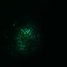 Thumbnail for dataset Figure8H_20180105_adenoma_shEGFL6_post3