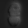 Thumbnail for dataset RNAi_C02F5.1_061219_02
