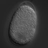 Thumbnail for dataset RNAi_H38K22.2_040810_02