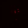 Thumbnail for dataset Figure8I_20180103_adenoma_Lrig3