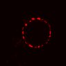 Thumbnail for dataset Figure4GH_BRAFi_0uM