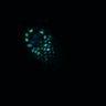 Thumbnail for dataset SuppFig4A_20171101_ErkNLS_EN2