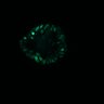 Thumbnail for SuppFig4A_20171101_ErkNLS_ENR1