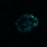 Thumbnail for dataset SuppFig4A_20171101_ErkNLS_ENR2