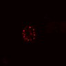 Thumbnail for dataset SuppFig4B_20171022_EGFRi-ErbB2i_Pre2
