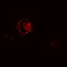 Thumbnail for dataset SuppFig4B_20171022_ErbB2i_Post3