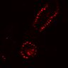 Thumbnail for dataset SuppFig4B_20171022_ErbB2i_Pre2