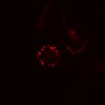 Thumbnail for dataset SuppFig4C_EN_control