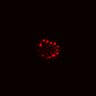Thumbnail for dataset SuppFig4C_ENR