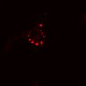 Thumbnail for dataset SuppFig4D_ENR_1