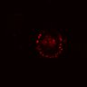 Thumbnail for dataset SuppFig4E_EGFRi_pre1