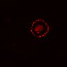 Thumbnail for dataset SuppFig4E_EGFRi_pre2