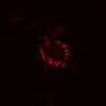 Thumbnail for dataset SuppFig4E_EGFRi_pre3