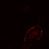 Thumbnail for dataset SuppFig4E_ErbB2i_pre2