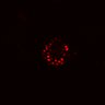Thumbnail for dataset SuppFig4F_ER_control