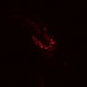 Thumbnail for dataset SuppFig4F_ER_EGFRi