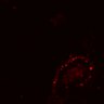 Thumbnail for dataset SuppFig4F_ER_ErbB2i