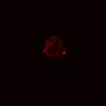 Thumbnail for dataset SuppFig5A_ENR1